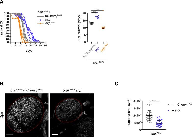 https://cdn.ncbi.nlm.nih.gov/pmc/blobs/2b9e/5871330/24b045e2ee4f/elife-31347-fig8-figsupp1.jpg