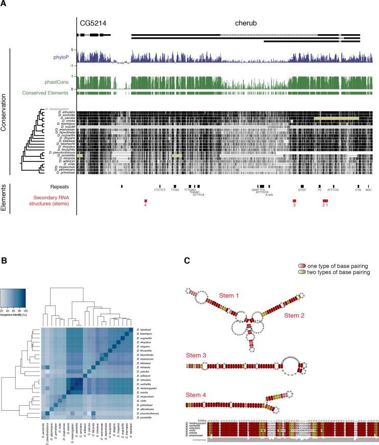 https://cdn.ncbi.nlm.nih.gov/pmc/blobs/2b9e/5871330/cef9adee14cb/elife-31347-fig6-figsupp3.jpg
