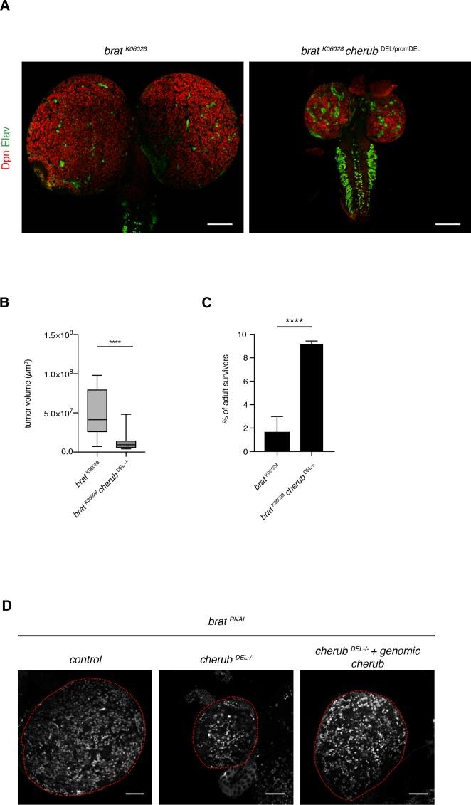 https://cdn.ncbi.nlm.nih.gov/pmc/blobs/2b9e/5871330/d3629a538c1e/elife-31347-fig5-figsupp1.jpg