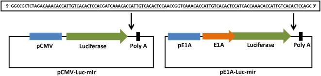 https://cdn.ncbi.nlm.nih.gov/pmc/blobs/2ba2/2678247/c0eeaab90278/ppat.1000440.g001.jpg