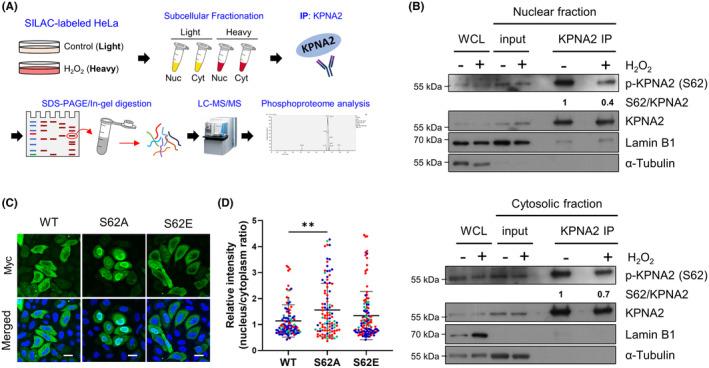 https://cdn.ncbi.nlm.nih.gov/pmc/blobs/2ba5/11301272/2ddac90b6800/FBA2-6-276-g002.jpg