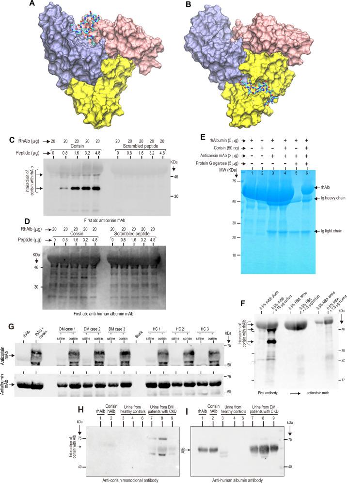 https://cdn.ncbi.nlm.nih.gov/pmc/blobs/2ba7/12379261/7c400f6bd480/41467_2025_61847_Fig4_HTML.jpg