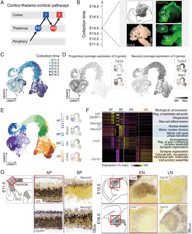 https://cdn.ncbi.nlm.nih.gov/pmc/blobs/2bab/11463969/1b6d8e62d9c1/develop-151-202764-g1.jpg