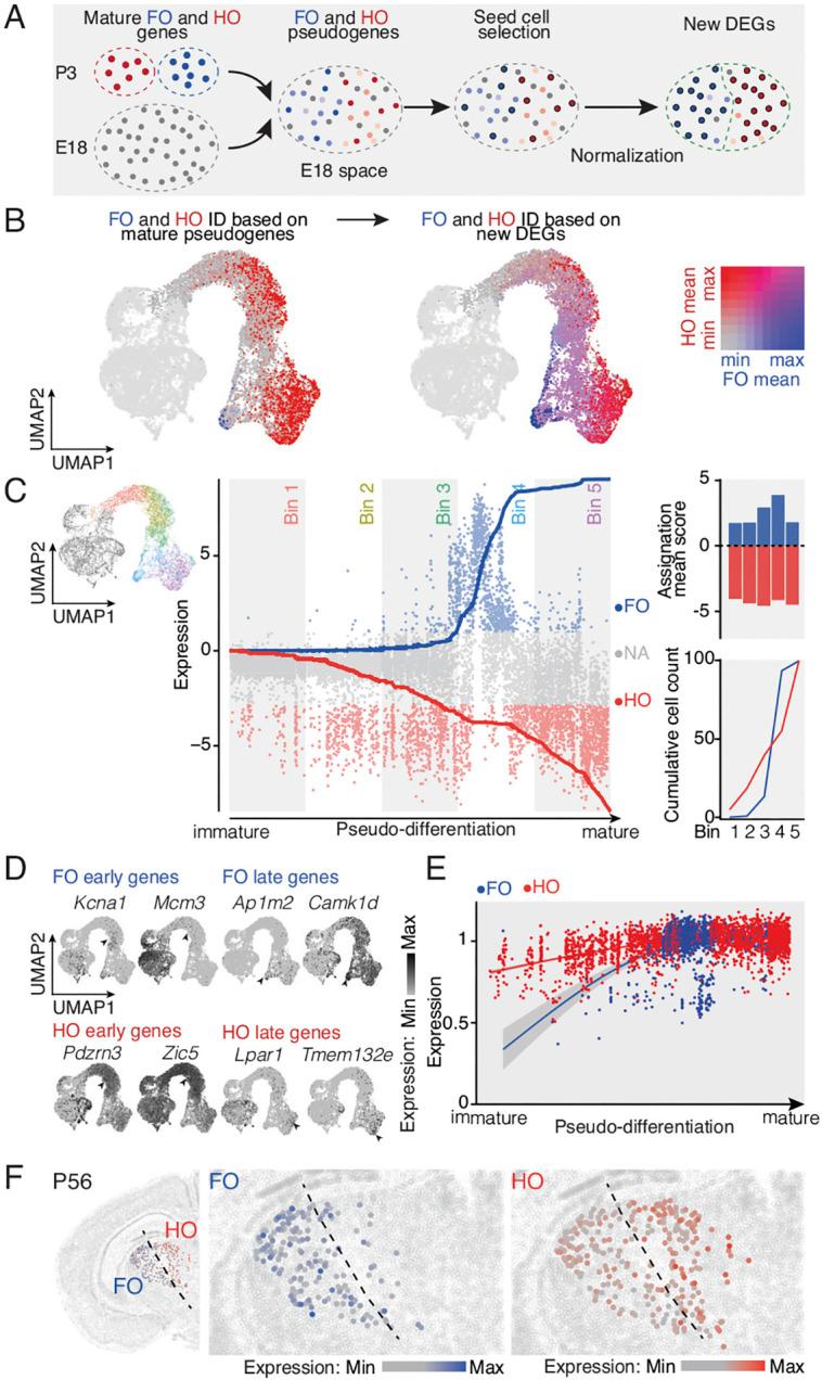 https://cdn.ncbi.nlm.nih.gov/pmc/blobs/2bab/11463969/25cd0afb553e/develop-151-202764-g3.jpg
