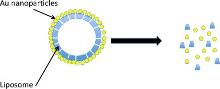 https://cdn.ncbi.nlm.nih.gov/pmc/blobs/2bac/2988217/6c2316d04824/11051_2010_9911_Fig6_HTML.jpg