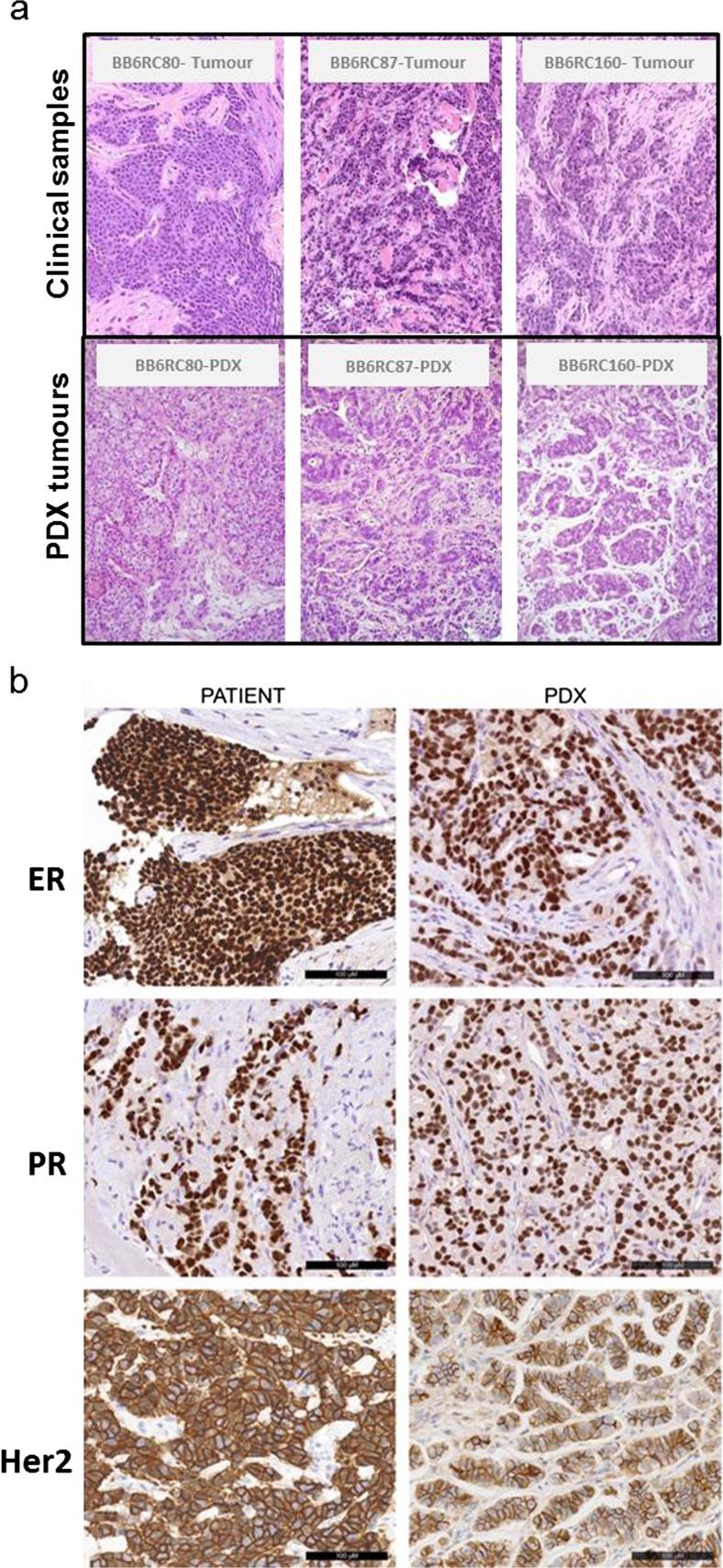 https://cdn.ncbi.nlm.nih.gov/pmc/blobs/2bad/5159442/444f43cd30f4/10911_2016_9361_Fig2_HTML.jpg