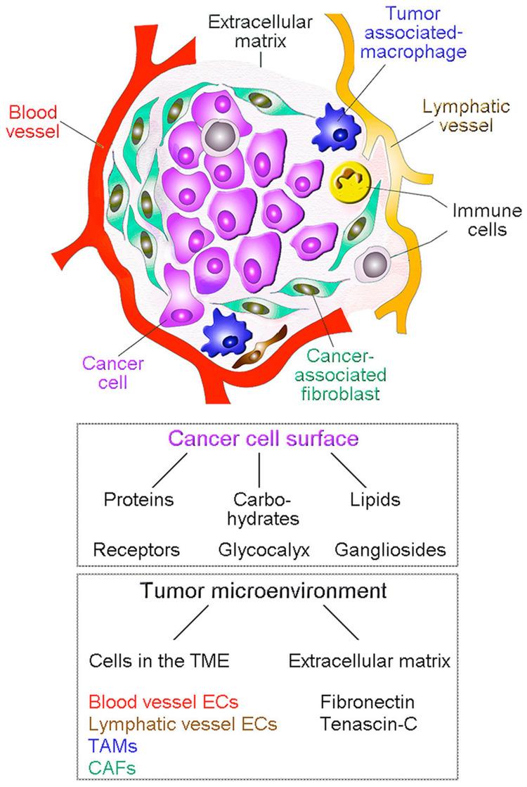 https://cdn.ncbi.nlm.nih.gov/pmc/blobs/2bb3/12136068/d04cfcb67ee9/IJN-20-7037-g0009.jpg