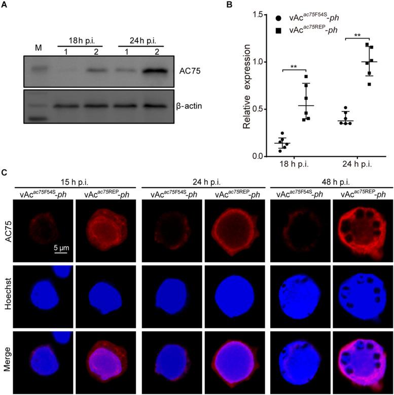 https://cdn.ncbi.nlm.nih.gov/pmc/blobs/2bb3/8060461/db6ec57341e4/fmicb-12-663506-g007.jpg