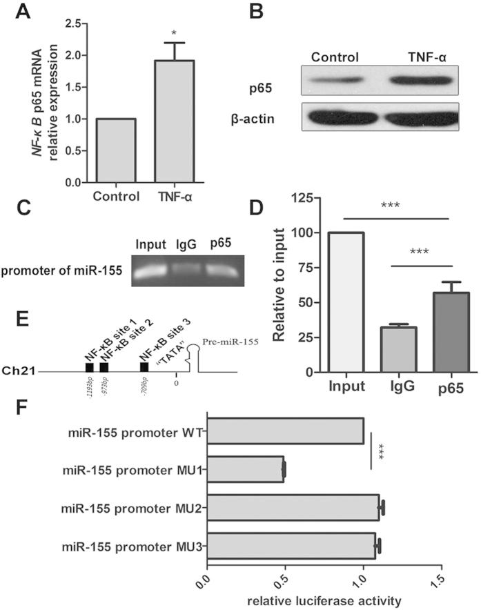https://cdn.ncbi.nlm.nih.gov/pmc/blobs/2bb7/4761895/0bb8649825e0/srep21789-f5.jpg