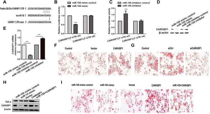 https://cdn.ncbi.nlm.nih.gov/pmc/blobs/2bb7/4761895/93212d5a3cb4/srep21789-f4.jpg