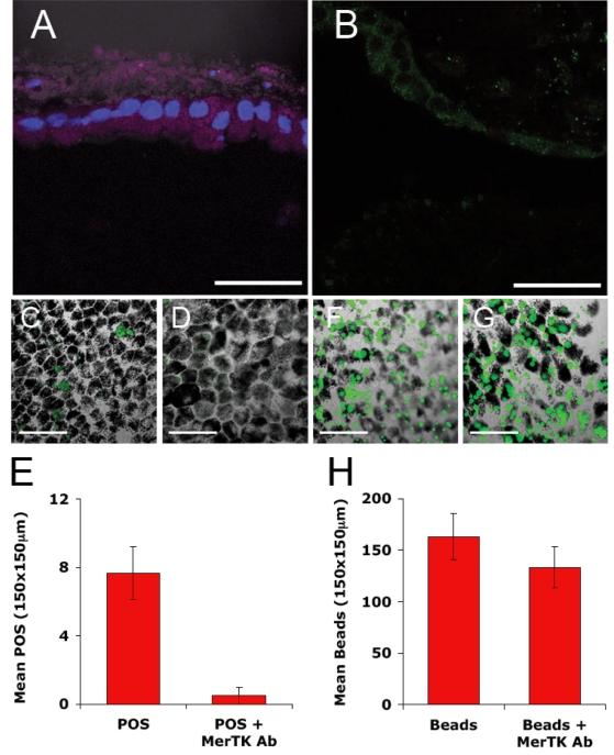 https://cdn.ncbi.nlm.nih.gov/pmc/blobs/2bbe/2635847/52fc81e4caf3/mv-v15-283-f3.jpg