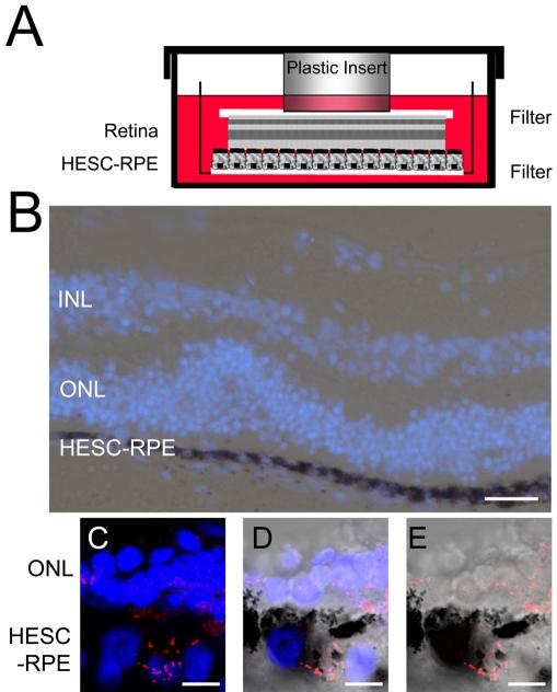 https://cdn.ncbi.nlm.nih.gov/pmc/blobs/2bbe/2635847/d435e9458ae3/mv-v15-283-f5.jpg