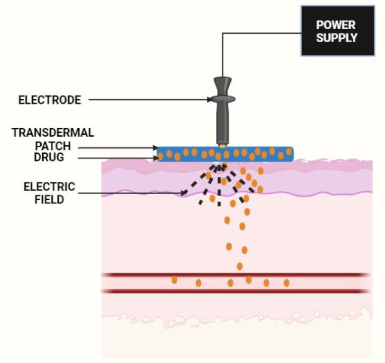 https://cdn.ncbi.nlm.nih.gov/pmc/blobs/2bc0/10997930/34eebc8fec6b/apb-14-67-g005.jpg