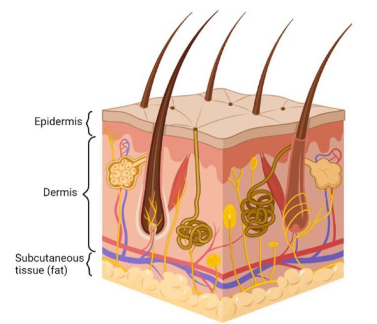 https://cdn.ncbi.nlm.nih.gov/pmc/blobs/2bc0/10997930/c3848be58d47/apb-14-67-g001.jpg