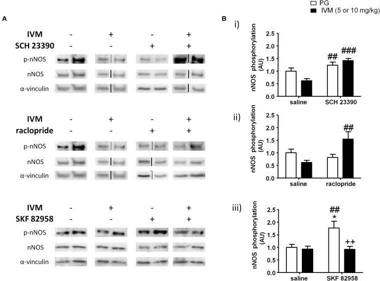 https://cdn.ncbi.nlm.nih.gov/pmc/blobs/2bc2/6664007/732772fcc427/fncel-13-00331-g005.jpg