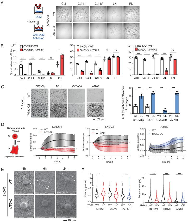 https://cdn.ncbi.nlm.nih.gov/pmc/blobs/2bc5/7541088/3858859e686a/elife-59442-fig4.jpg
