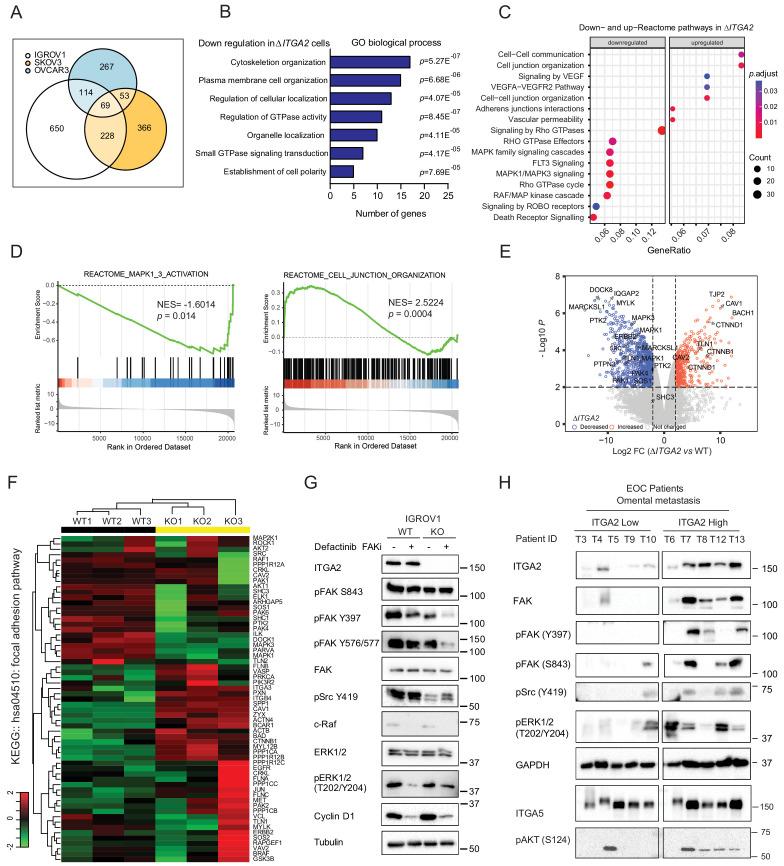 https://cdn.ncbi.nlm.nih.gov/pmc/blobs/2bc5/7541088/477fcd2f1cd5/elife-59442-fig7.jpg