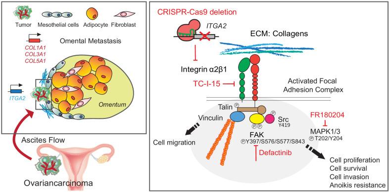 https://cdn.ncbi.nlm.nih.gov/pmc/blobs/2bc5/7541088/7c2739f3bbf4/elife-59442-fig8.jpg