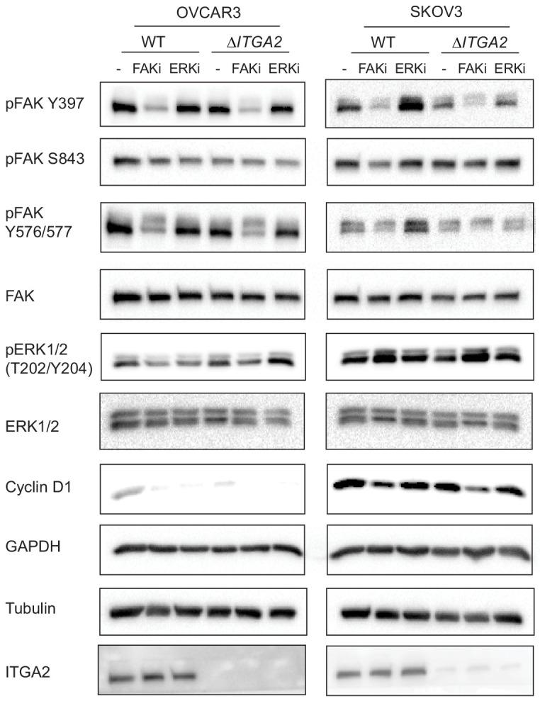 https://cdn.ncbi.nlm.nih.gov/pmc/blobs/2bc5/7541088/d68325e00fc4/elife-59442-fig7-figsupp2.jpg