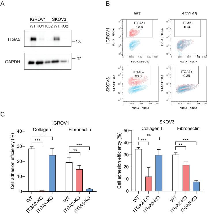 https://cdn.ncbi.nlm.nih.gov/pmc/blobs/2bc5/7541088/ee23f0017e59/elife-59442-fig5-figsupp2.jpg