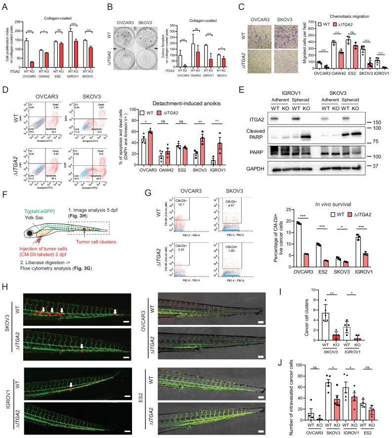 https://cdn.ncbi.nlm.nih.gov/pmc/blobs/2bc5/7541088/f9ff908caf1f/elife-59442-fig3.jpg