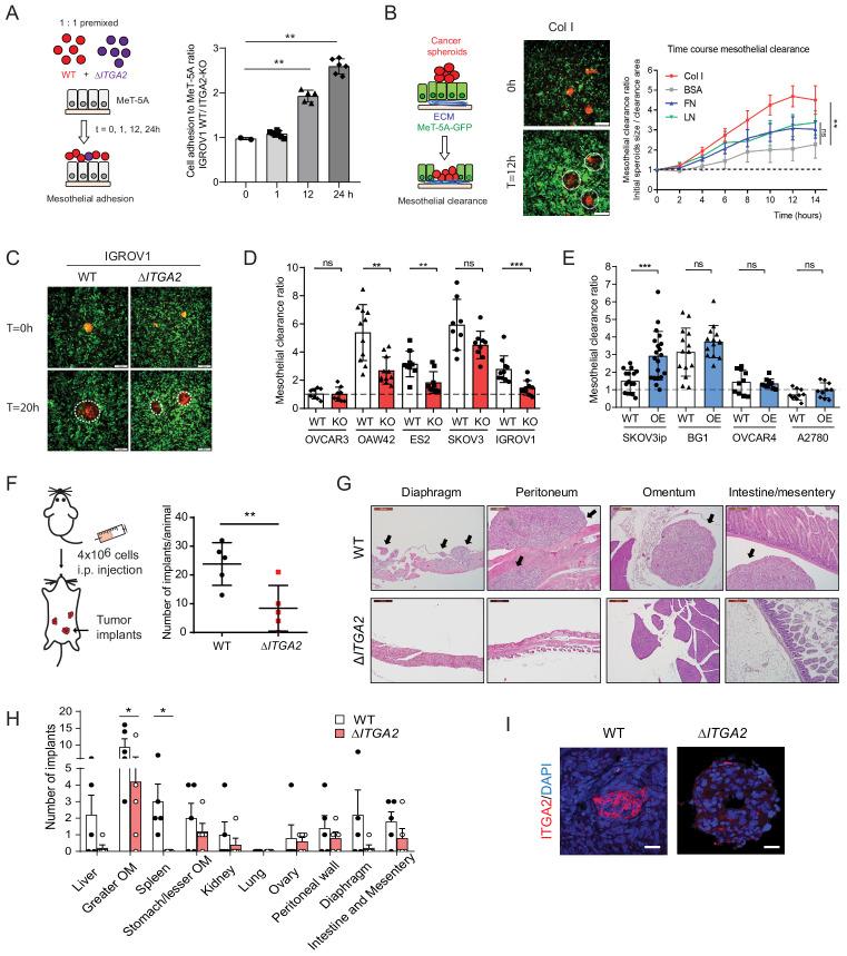 https://cdn.ncbi.nlm.nih.gov/pmc/blobs/2bc5/7541088/fd055612ebee/elife-59442-fig6.jpg
