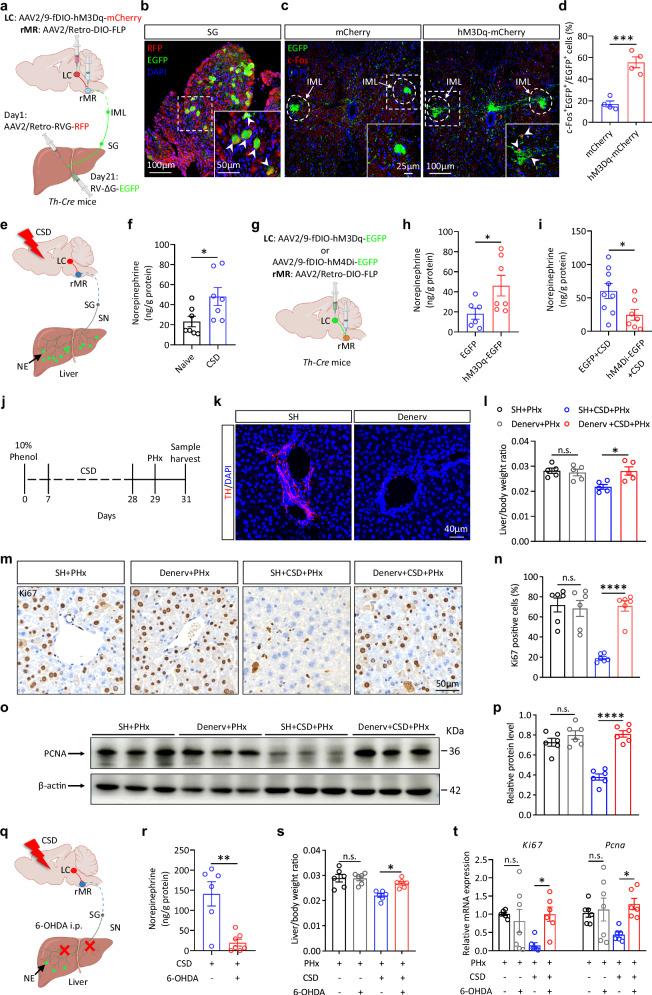 https://cdn.ncbi.nlm.nih.gov/pmc/blobs/2bcc/11605118/8b8b71dd5e4c/41467_2024_54827_Fig6_HTML.jpg