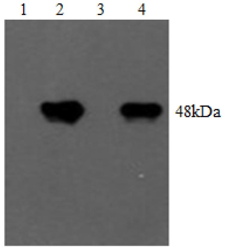 https://cdn.ncbi.nlm.nih.gov/pmc/blobs/2bcc/3705268/6a7168bc26d9/viruses-05-01114-g007.jpg