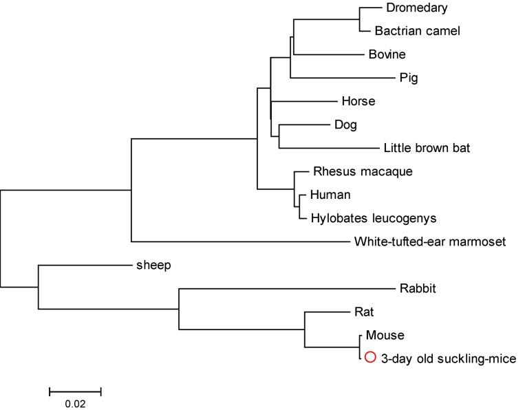 https://cdn.ncbi.nlm.nih.gov/pmc/blobs/2bcc/3705268/9deb3408a761/viruses-05-01114-g001.jpg