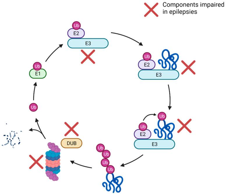 https://cdn.ncbi.nlm.nih.gov/pmc/blobs/2bcf/8945847/2616efa1f7a6/biomedicines-10-00647-g001.jpg
