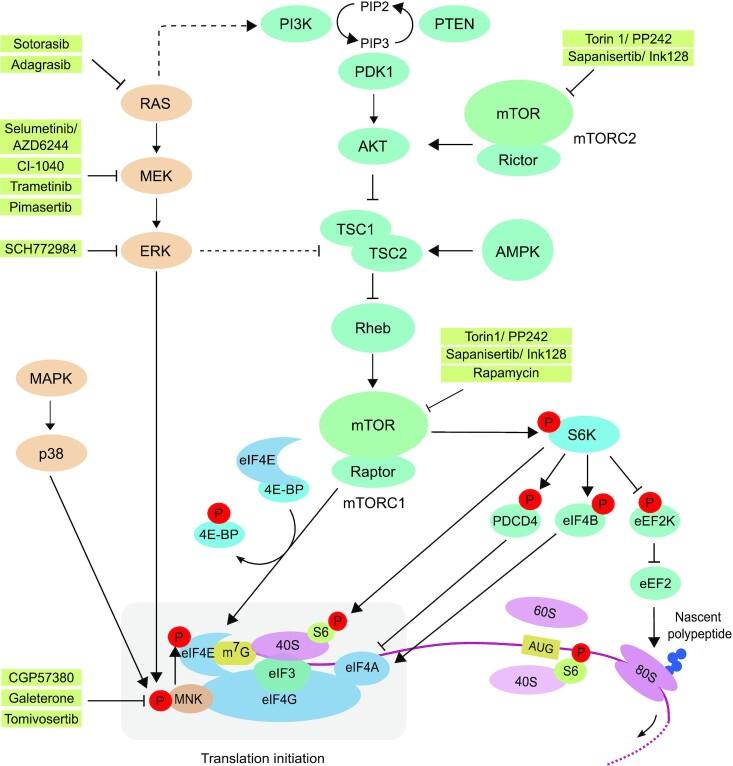 https://cdn.ncbi.nlm.nih.gov/pmc/blobs/2bcf/9615149/ee5a2f6a91fc/zcac031fig2.jpg