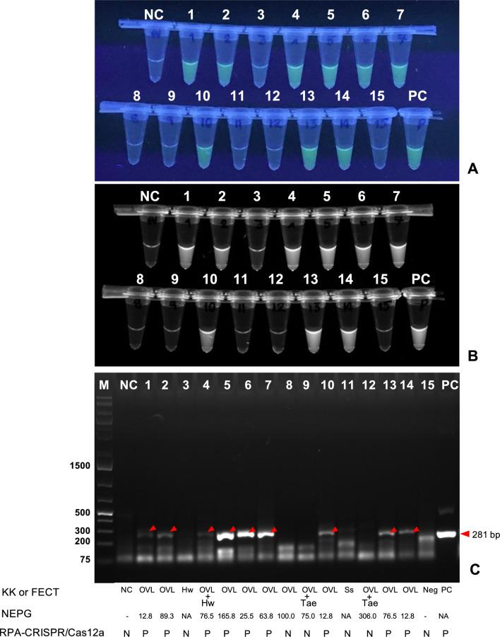 https://cdn.ncbi.nlm.nih.gov/pmc/blobs/2bd1/10882828/c2aa2b50ea23/13071_2024_6134_Fig4_HTML.jpg
