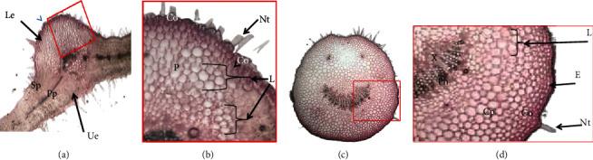 https://cdn.ncbi.nlm.nih.gov/pmc/blobs/2bd1/9328994/2dd15e01fe7b/BMRI2022-7158905.003.jpg