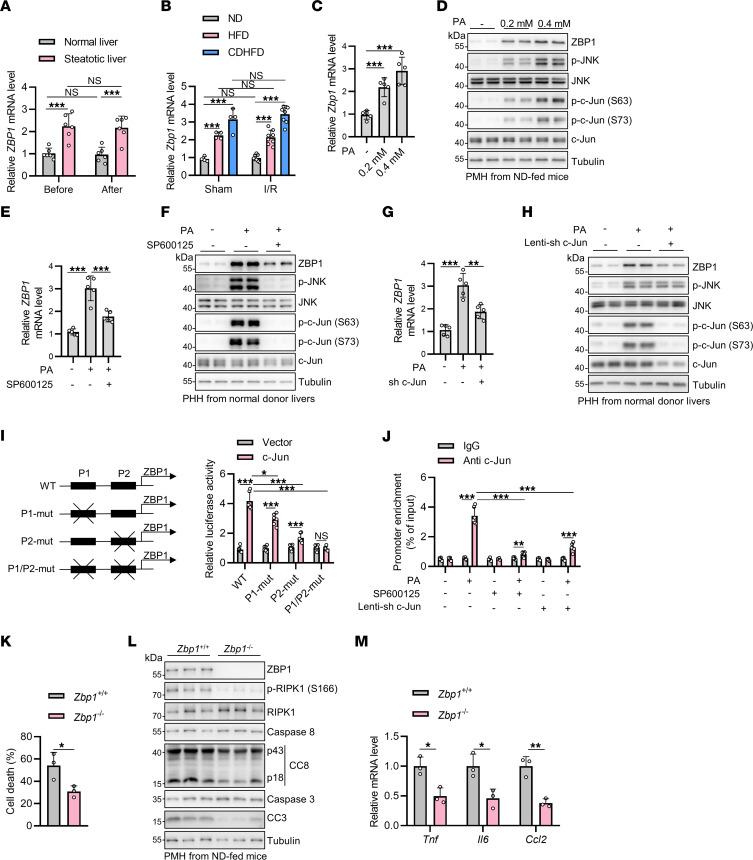 https://cdn.ncbi.nlm.nih.gov/pmc/blobs/2bd3/11213514/449b4dda7a4e/jci-134-180451-g063.jpg