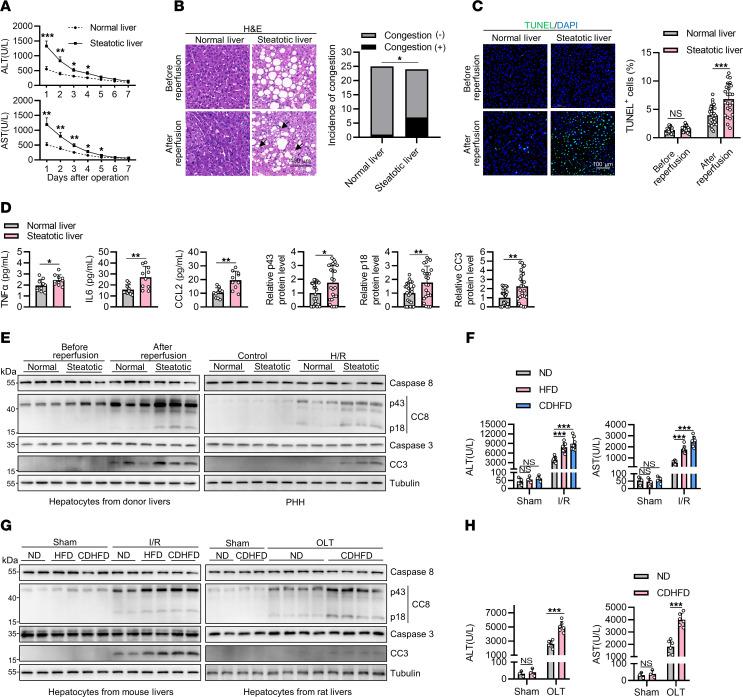 https://cdn.ncbi.nlm.nih.gov/pmc/blobs/2bd3/11213514/763ea65ffd90/jci-134-180451-g059.jpg