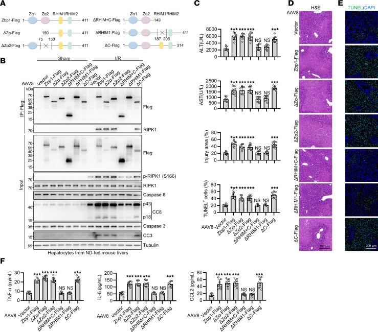 https://cdn.ncbi.nlm.nih.gov/pmc/blobs/2bd3/11213514/c75ddcc1a84a/jci-134-180451-g064.jpg
