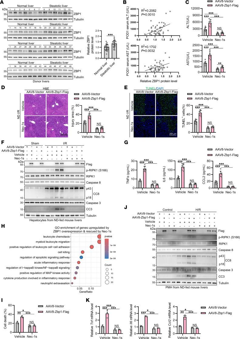 https://cdn.ncbi.nlm.nih.gov/pmc/blobs/2bd3/11213514/c79be3960714/jci-134-180451-g062.jpg