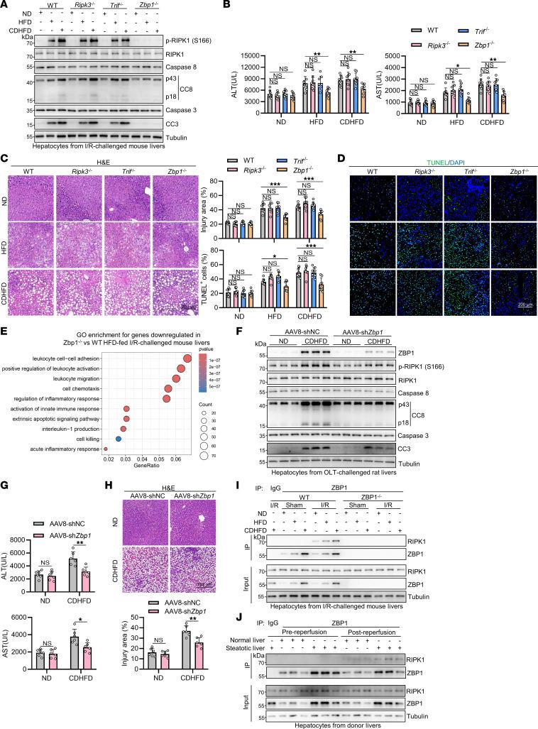 https://cdn.ncbi.nlm.nih.gov/pmc/blobs/2bd3/11213514/f4d5c488212c/jci-134-180451-g061.jpg