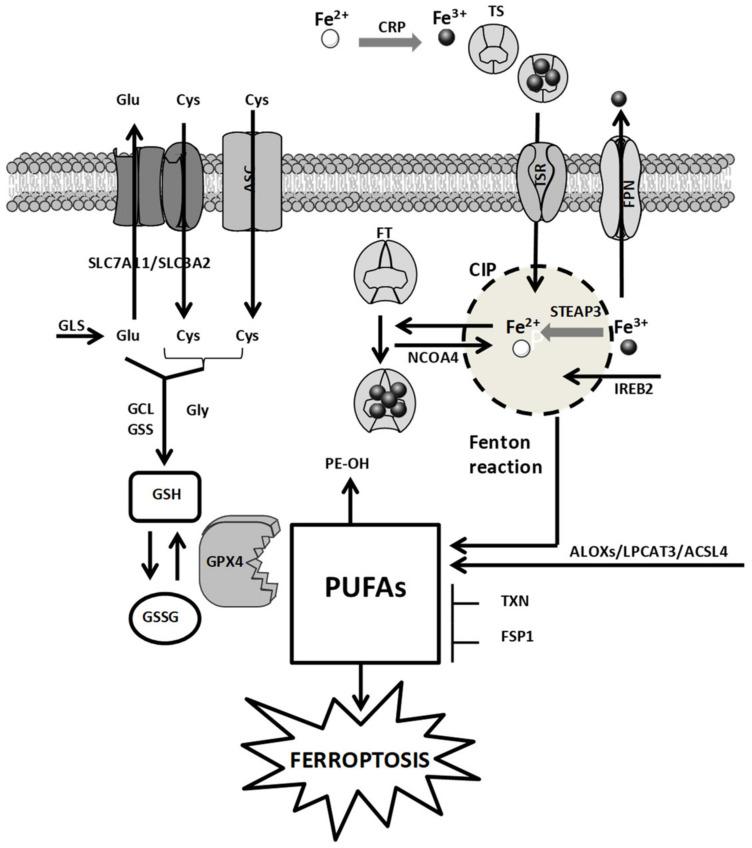 https://cdn.ncbi.nlm.nih.gov/pmc/blobs/2bd4/8620841/737c428b2f04/pharmaceutics-13-01785-g001.jpg