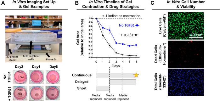 https://cdn.ncbi.nlm.nih.gov/pmc/blobs/2bdb/8899197/d835aa8519f1/fbioe-10-803403-g002.jpg