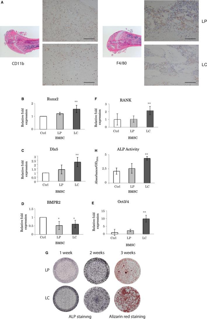 https://cdn.ncbi.nlm.nih.gov/pmc/blobs/2bdd/5783836/14f6dc277a73/JCMM-22-1127-g004.jpg