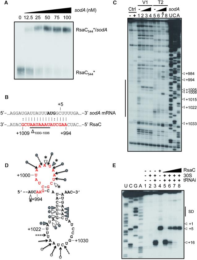 https://cdn.ncbi.nlm.nih.gov/pmc/blobs/2bdd/6765141/e8f3a503c3d3/gkz728fig2.jpg