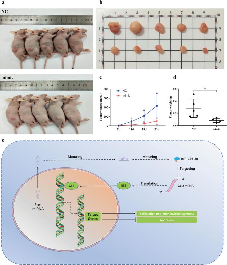 https://cdn.ncbi.nlm.nih.gov/pmc/blobs/2bdf/8521984/614cd648dd29/12967_2021_3093_Fig7_HTML.jpg