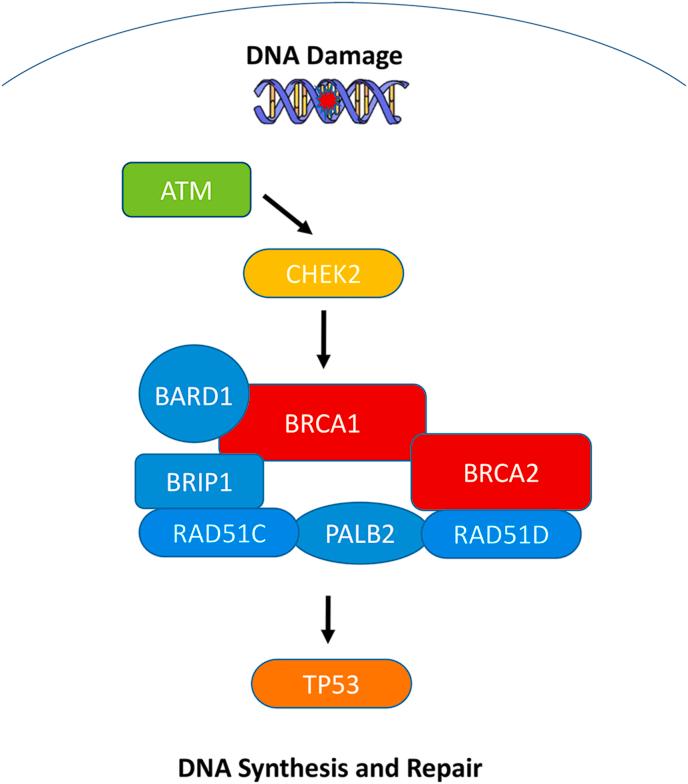 https://cdn.ncbi.nlm.nih.gov/pmc/blobs/2be2/9253488/3dcefc2088f6/gr1.jpg