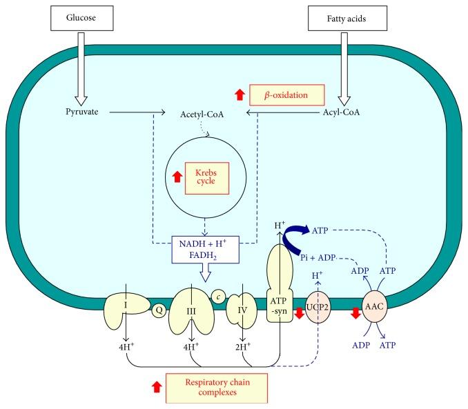 https://cdn.ncbi.nlm.nih.gov/pmc/blobs/2be3/4537729/114f26ae9553/BMRI2015-645984.005.jpg