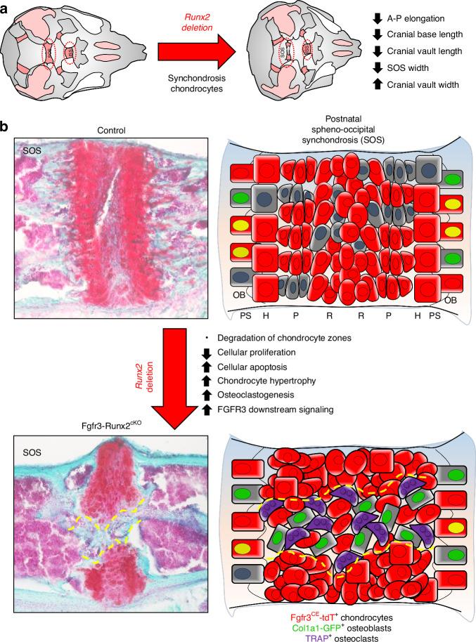 https://cdn.ncbi.nlm.nih.gov/pmc/blobs/2be5/12122814/2462d2b6aa28/41413_2025_426_Fig9_HTML.jpg