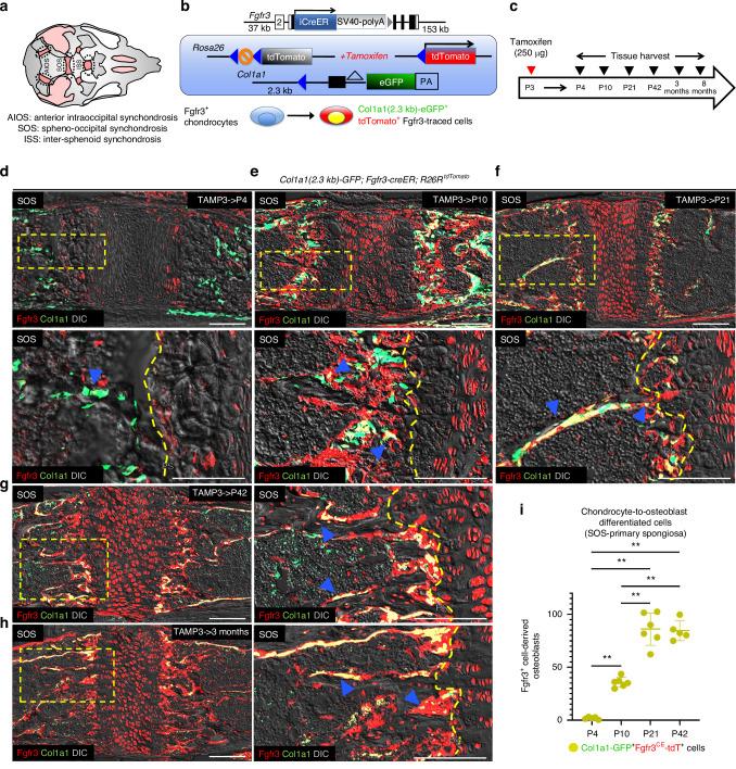 https://cdn.ncbi.nlm.nih.gov/pmc/blobs/2be5/12122814/2bc57b898d73/41413_2025_426_Fig1_HTML.jpg