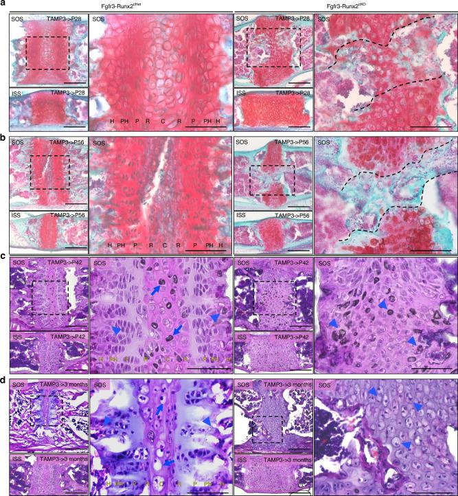 https://cdn.ncbi.nlm.nih.gov/pmc/blobs/2be5/12122814/4a66bbb8beb9/41413_2025_426_Fig3_HTML.jpg