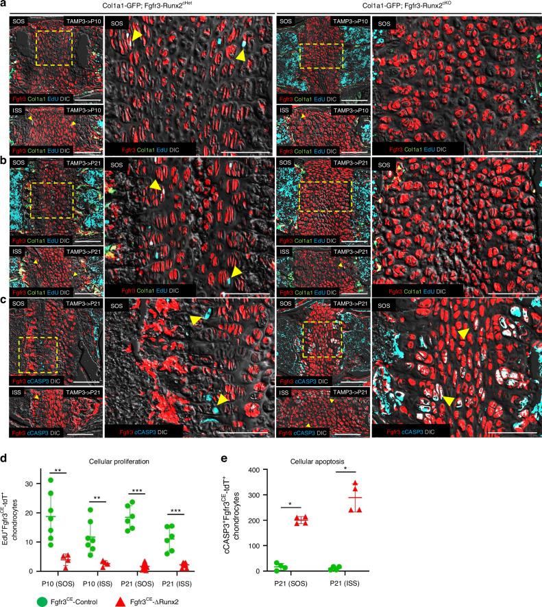 https://cdn.ncbi.nlm.nih.gov/pmc/blobs/2be5/12122814/7178066feb5e/41413_2025_426_Fig5_HTML.jpg