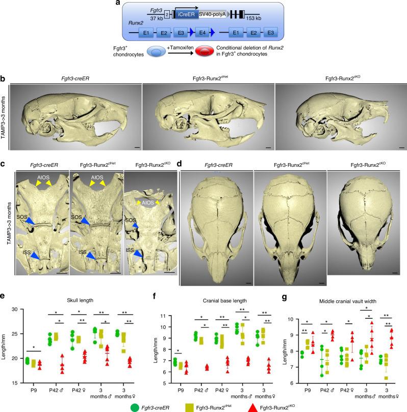 https://cdn.ncbi.nlm.nih.gov/pmc/blobs/2be5/12122814/e3ecc3881c5b/41413_2025_426_Fig2_HTML.jpg